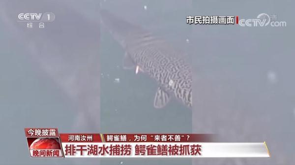 伶牙俐齿打一动物，伶牙俐齿打一动物生肖伶（鳄雀鳝，为何“来者不善”）