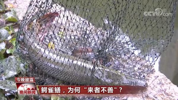 伶牙俐齿打一动物，伶牙俐齿打一动物生肖伶（鳄雀鳝，为何“来者不善”）