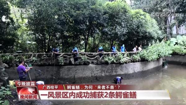 伶牙俐齿打一动物，伶牙俐齿打一动物生肖伶（鳄雀鳝，为何“来者不善”）