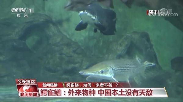 伶牙俐齿打一动物，伶牙俐齿打一动物生肖伶（鳄雀鳝，为何“来者不善”）