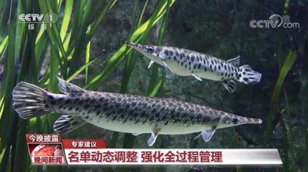 伶牙俐齿打一动物，伶牙俐齿打一动物生肖伶（鳄雀鳝，为何“来者不善”）