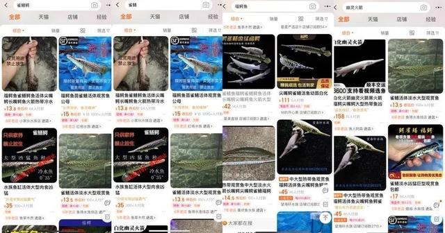 最新品种怪鱼，幼鱼只要10元一条，谁在卖