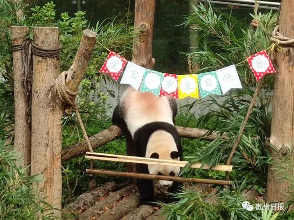 5英寸蛋糕有多大，6寸蛋糕多大多少钱（星宝、海浜生日快乐）