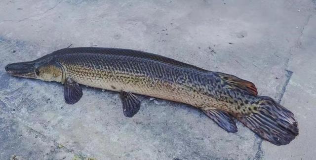 哪里有卖草坪的，哪里有草皮（专家呼吁加强外来物种全过程监管）