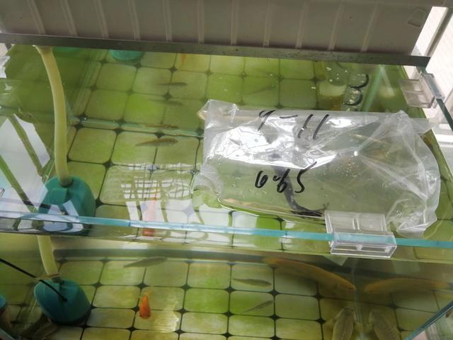 哪里有卖草坪的，哪里有草皮（专家呼吁加强外来物种全过程监管）