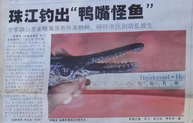 哪里有卖草坪的，哪里有草皮（专家呼吁加强外来物种全过程监管）