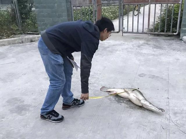 哪里有卖草坪的，哪里有草皮（专家呼吁加强外来物种全过程监管）