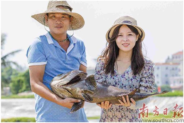 5cm龙鱼苗多少钱一条，锦鲤价格多少钱一条（龙趸跃波 丰收在望）