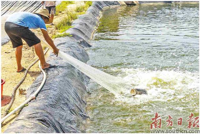 5cm龙鱼苗多少钱一条，锦鲤价格多少钱一条（龙趸跃波 丰收在望）