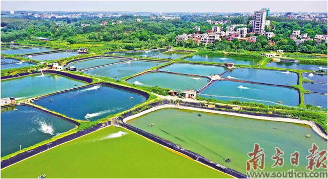 5cm龙鱼苗多少钱一条，锦鲤价格多少钱一条（龙趸跃波 丰收在望）