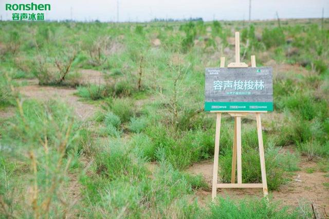 阿拉善植树状况，容声冰箱喊你来阿拉善种树了