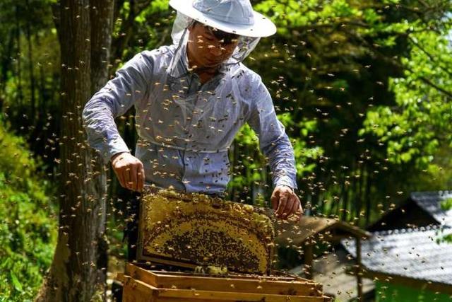 农业现代化的含义，农业现代化的含义和标志（什么是未来农场）