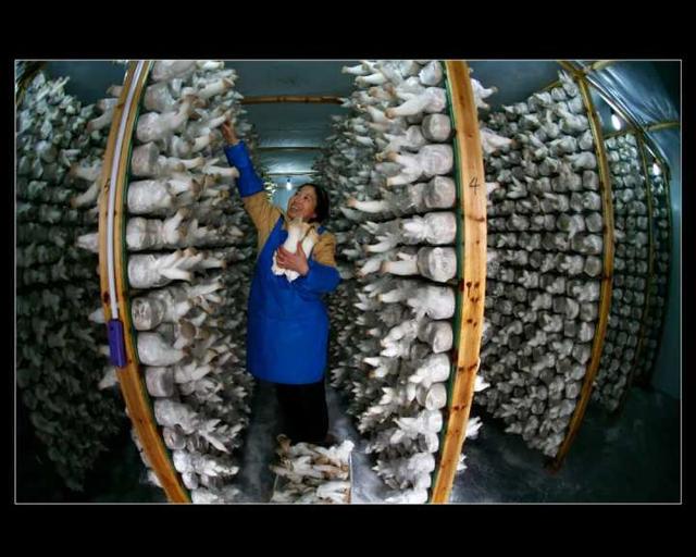 农业现代化的含义，农业现代化的含义和标志（什么是未来农场）