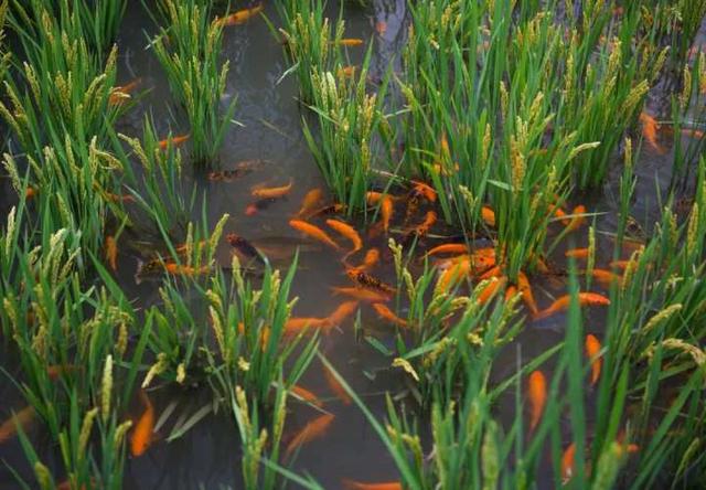 农业现代化的含义，农业现代化的含义和标志（什么是未来农场）