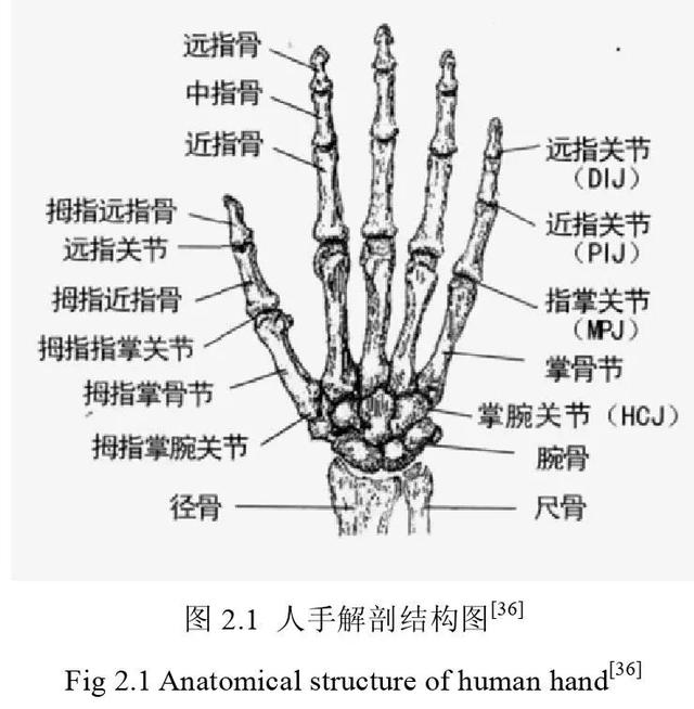 指皮结构模式图图片