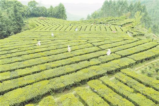 叶脉是什么，叶脉是什么组织（如何提高一片叶子的“含金量”）