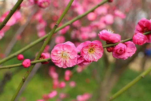 动物名称大全500个 所有动物名称大全，动物名称大全500个（书里常见的动植物你都了解吗）