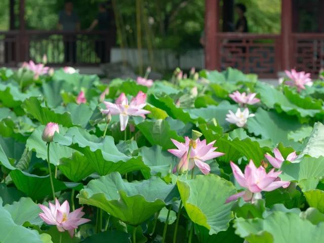 动物名称大全500个 所有动物名称大全，动物名称大全500个（书里常见的动植物你都了解吗）