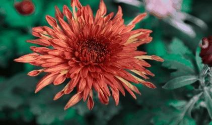 动物名称大全500个 所有动物名称大全，动物名称大全500个（书里常见的动植物你都了解吗）