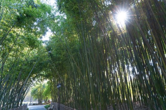 动物名称大全500个 所有动物名称大全，动物名称大全500个（书里常见的动植物你都了解吗）