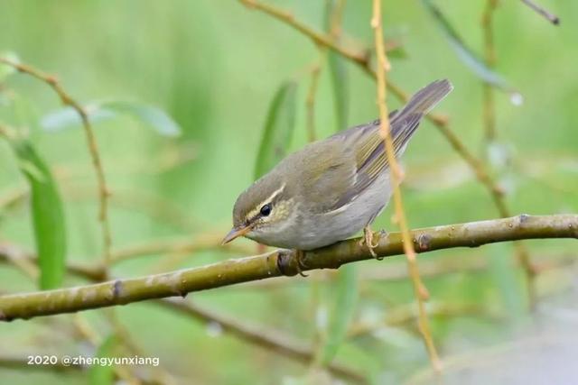 动物名称大全500个 所有动物名称大全，动物名称大全500个（书里常见的动植物你都了解吗）