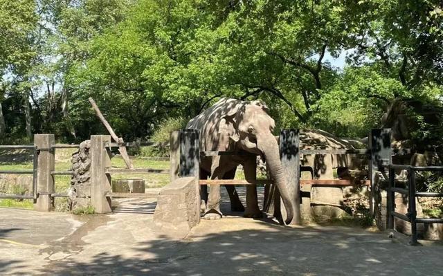 动物名称大全500个 所有动物名称大全，动物名称大全500个（书里常见的动植物你都了解吗）