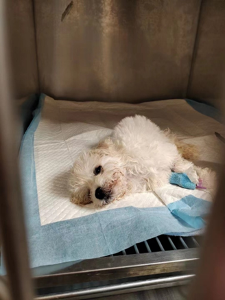 深圳去哪里买宠物比较好，深圳去哪里买宠物比较好又实惠（深圳这家宠物店被立案调查）