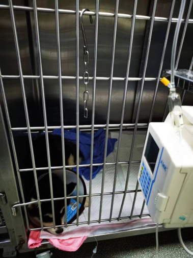 深圳去哪里买宠物比较好，深圳去哪里买宠物比较好又实惠（深圳这家宠物店被立案调查）