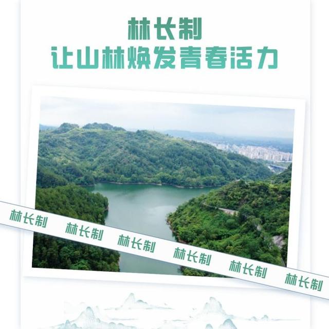 22公分朴树报价多少钱一棵，23公分朴树价格多少钱（林长制让山林焕发青春活力）