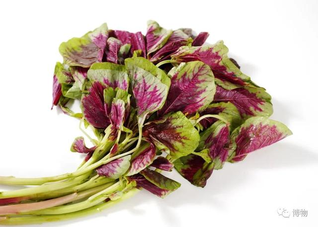 草字头下面一个见，草字头一个见读什么（吃完苋菜，记得别站太阳下傻晒）