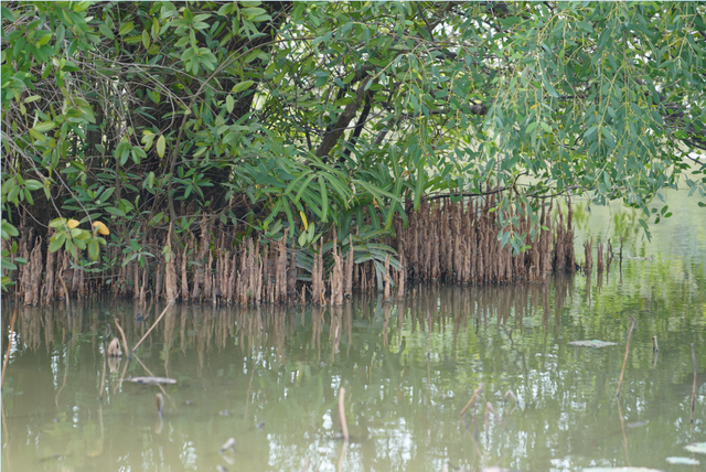 三大生态系统，地球上三大生态系统（入海探“红”妆）