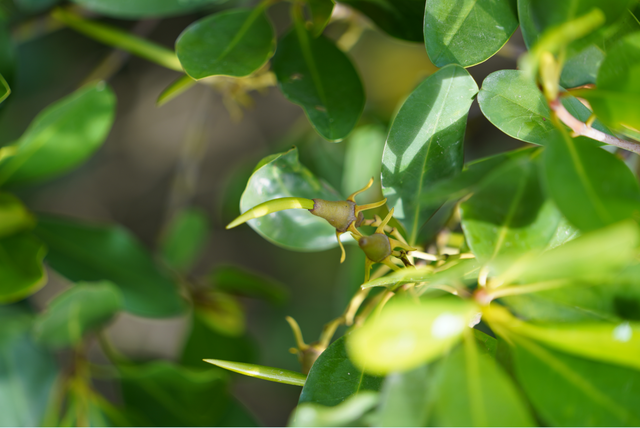 三大生态系统，地球上三大生态系统（入海探“红”妆）