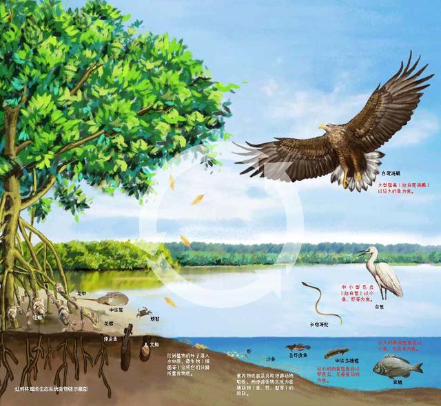 三大生态系统，地球上三大生态系统（入海探“红”妆）