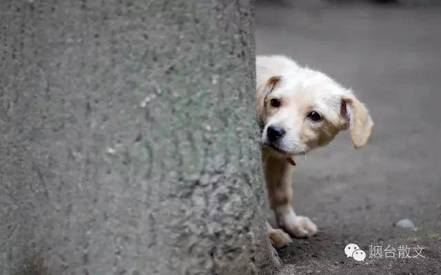 鱼摆摆ش网名，鱼摆摆ش微信昵称（王光禄，，怀念我那逝去的伙伴）