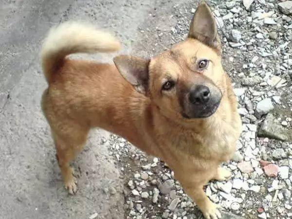 鱼摆摆ش网名，鱼摆摆ش微信昵称（王光禄，，怀念我那逝去的伙伴）