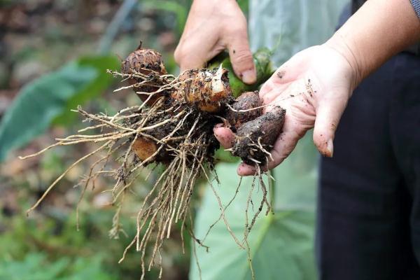 辣椒辣手最快解决办法，辣椒辣手最快解决办法多久会好（学会这几招，秒变厨房达人）