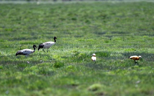 三江源为何被称为中华水塔，三江源为何被称为中华水塔之源（中国这十年·中国故事丨守护好“中华水塔”）