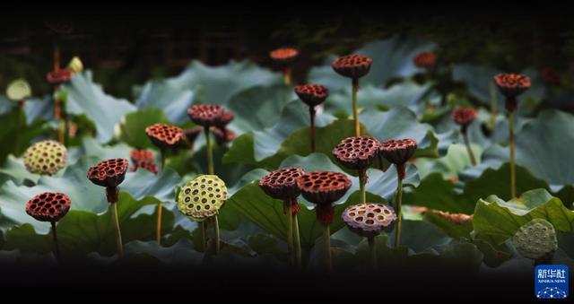 6月份是什么季节，六月是什么季节（节令之美·白露丨9月7日23时32分白露）