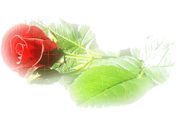 玫瑰花有种子吗，玫瑰花种子怎么种（展恩华：玫瑰，不仅仅是一种花）