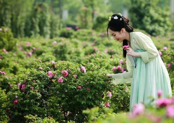 玫瑰花有种子吗，玫瑰花种子怎么种（展恩华：玫瑰，不仅仅是一种花）