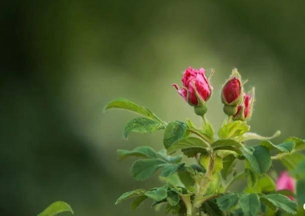 玫瑰花有种子吗，玫瑰花种子怎么种（展恩华：玫瑰，不仅仅是一种花）