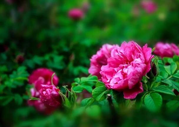 玫瑰花有种子吗，玫瑰花种子怎么种（展恩华：玫瑰，不仅仅是一种花）