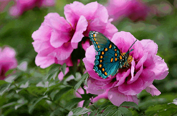 玫瑰花有种子吗，玫瑰花种子怎么种（展恩华：玫瑰，不仅仅是一种花）