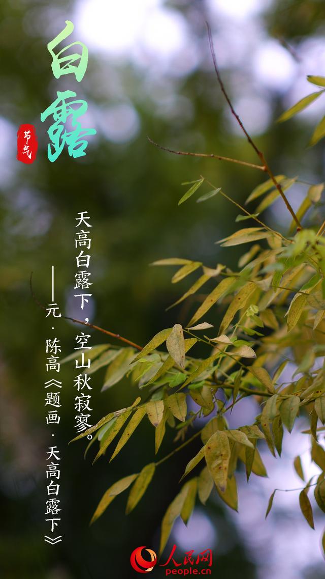 形容森林的詞語,森林用什麼詞語來形容(今日白露:秋風何冽冽)