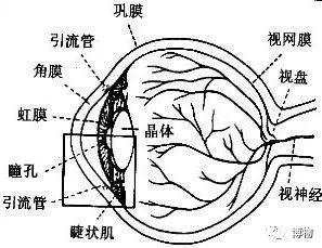 pupil是什么意思中文，数不明白数？可能是瞳孔在罢工