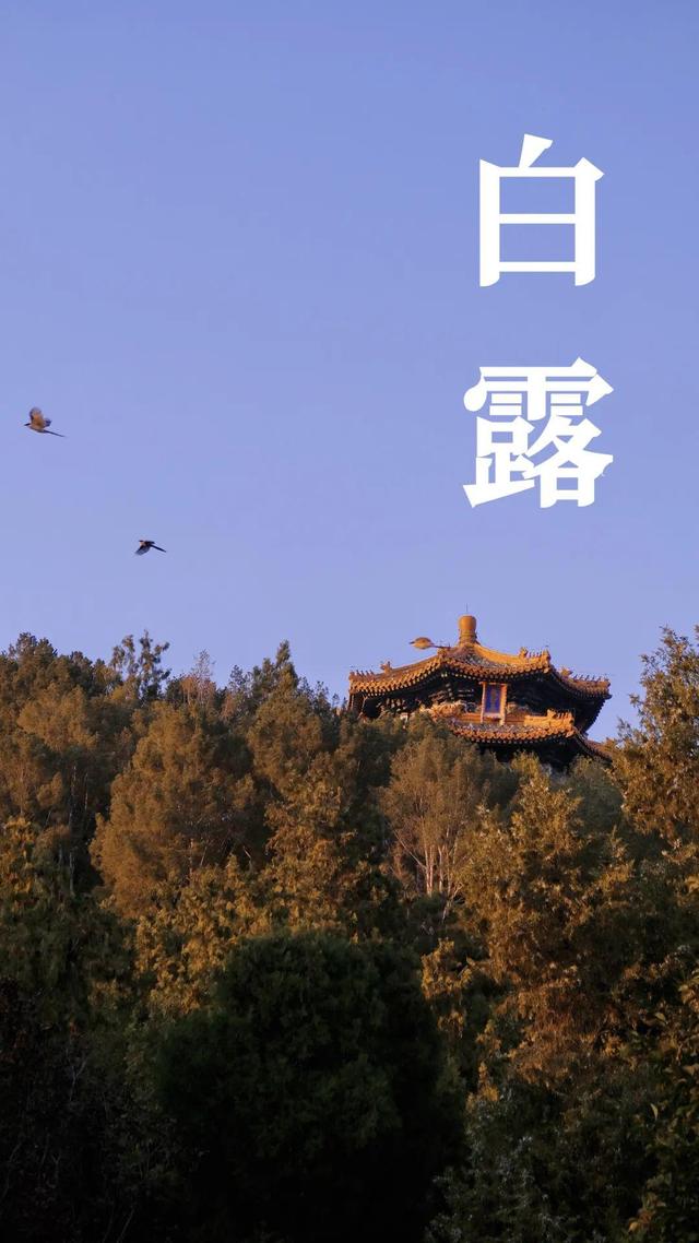 如期而至和如约而至的区别，如期是什么意思（今日白露，带孩子感受初秋美好）