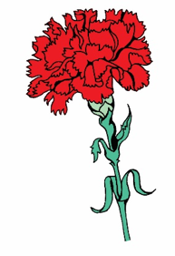 玫瑰花有什么特点，玫瑰花的特点是什么（恋人约会，为什么总是送玫瑰花）