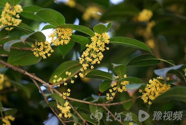 桂花的颜色有哪些，几种常见桂花颜色（图集：丹桂飘香的季节到了）