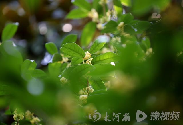 桂花的颜色有哪些，几种常见桂花颜色（图集：丹桂飘香的季节到了）