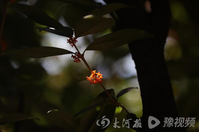 桂花的颜色有哪些，几种常见桂花颜色（图集：丹桂飘香的季节到了）